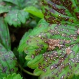 Kako liječiti antraknozu jagode